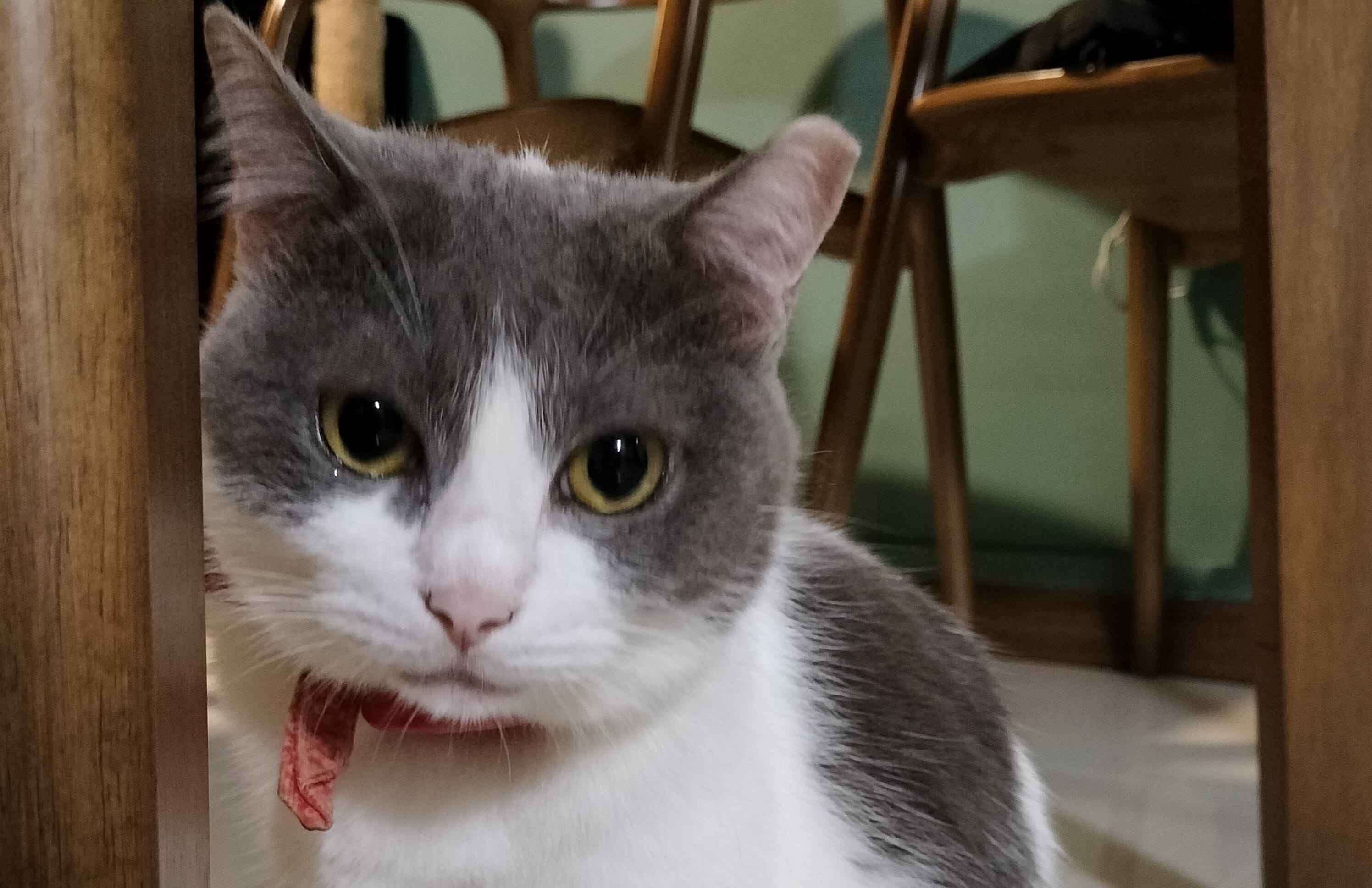 A photograph of a grey and white cat looking at the camera